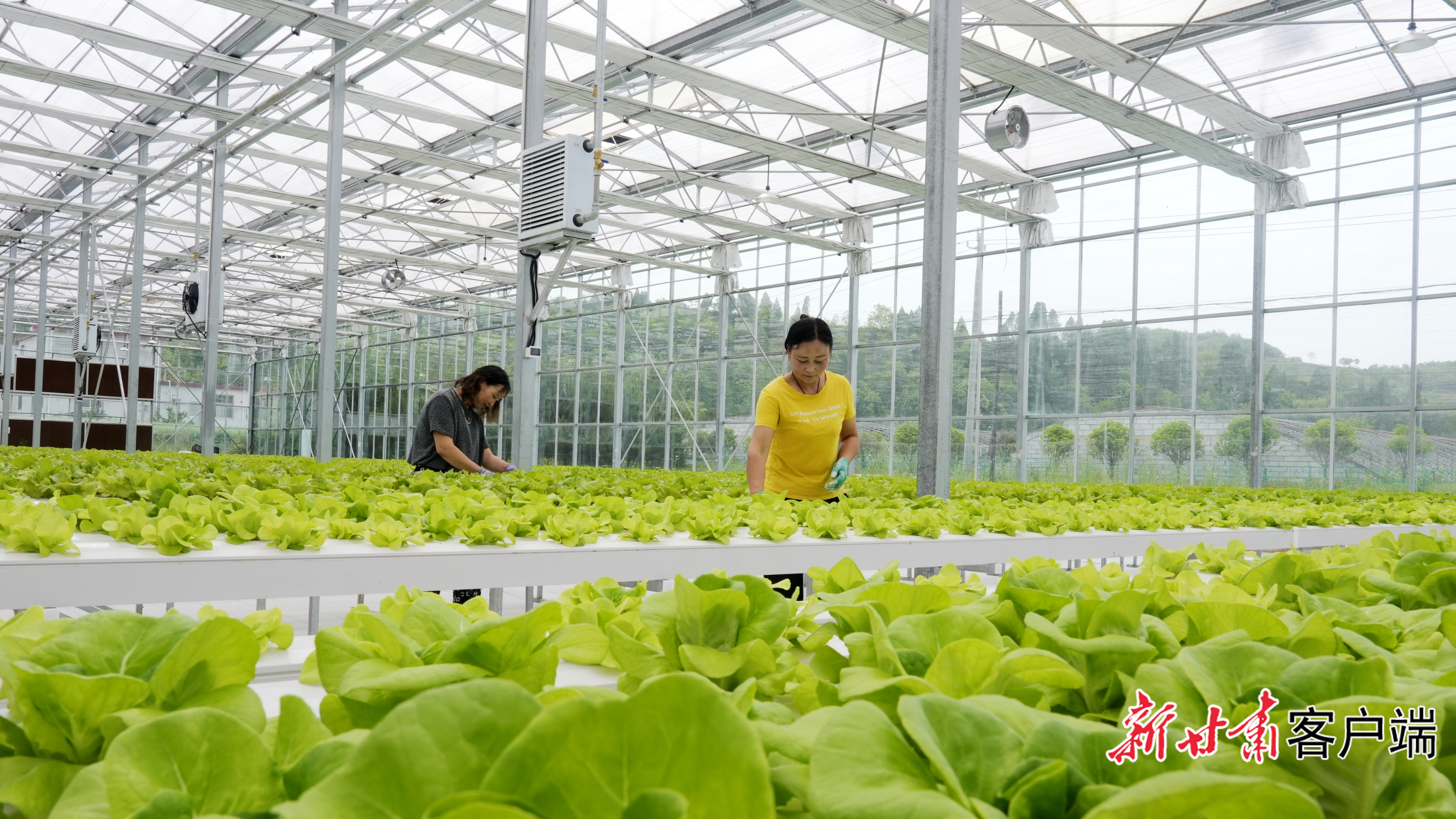 徽县:智慧农业开启耕种新模式-高琼 杨婷(38491407)-20250206071846